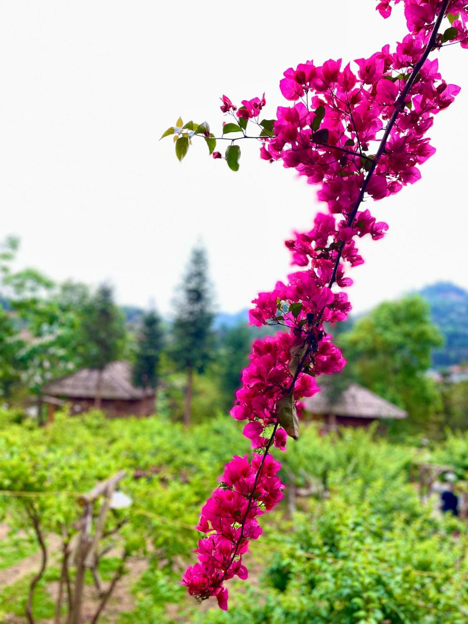 So H'Mong Homestay Bac Ha  Luaran gambar