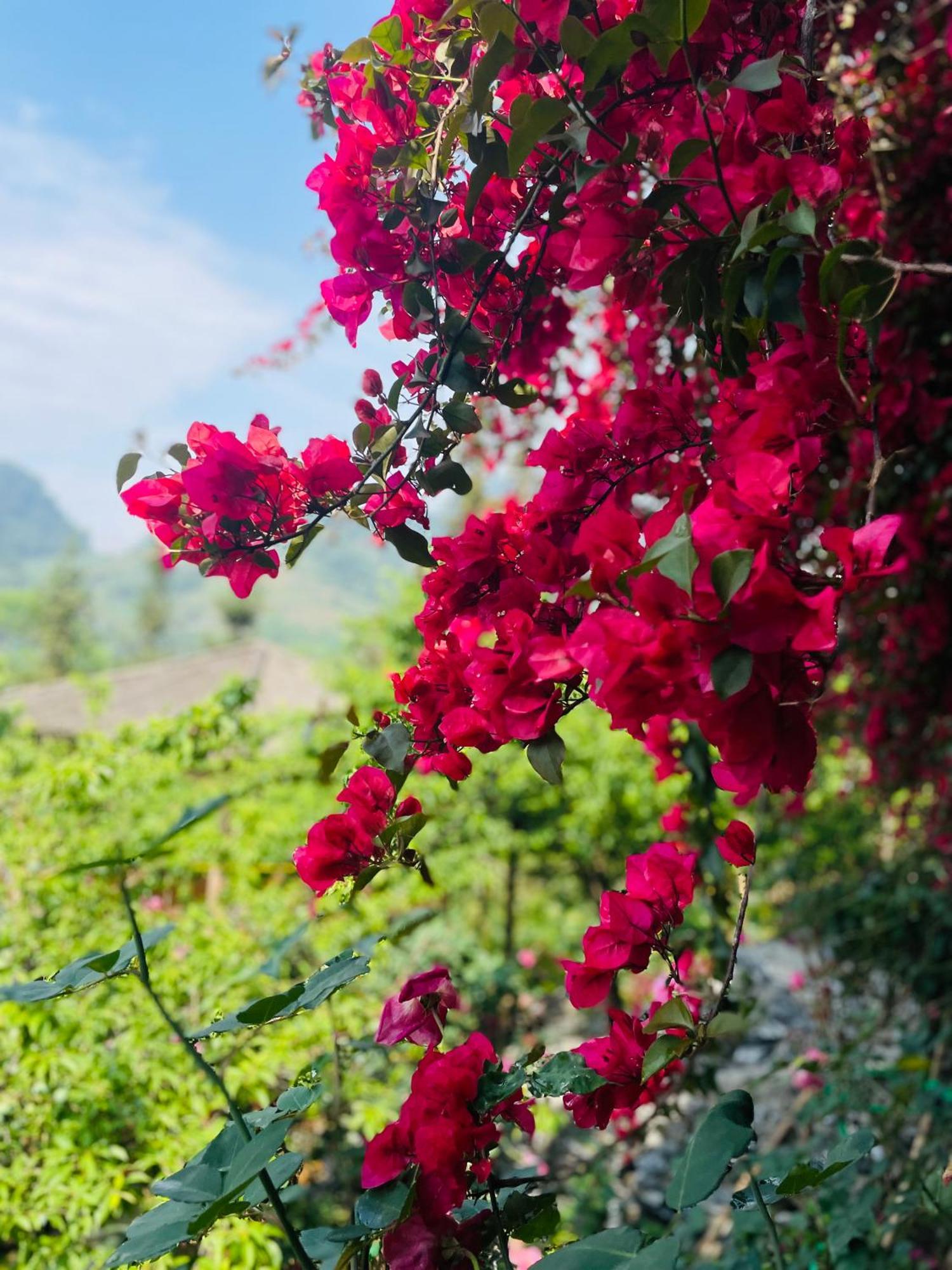 So H'Mong Homestay Bac Ha  Luaran gambar